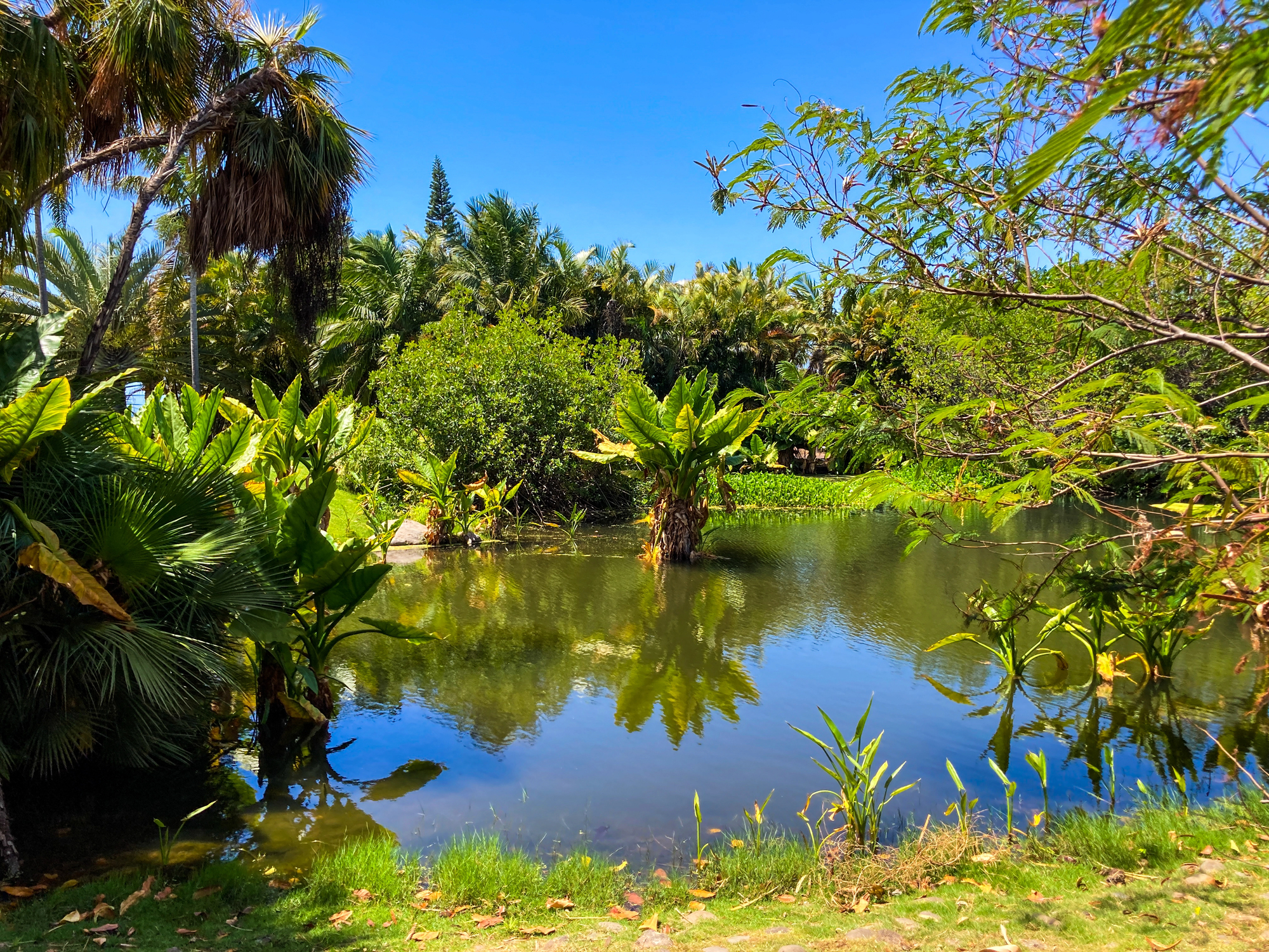 Jardin Botanico de Puerto de La Cruz Tenerife