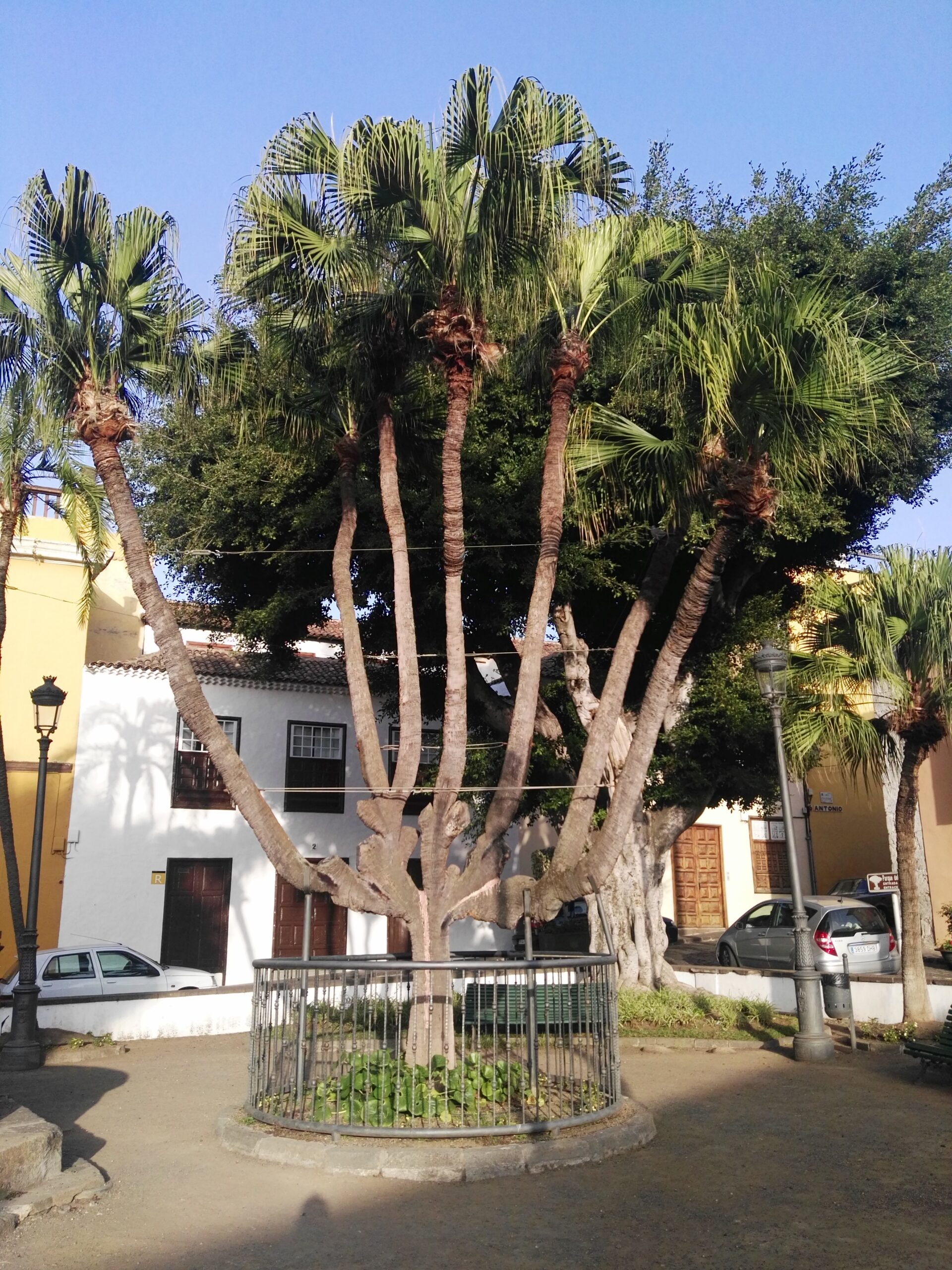 Icod de Los Vinos 15 Plaza de la Constitucion icod de los vinos tenerife scaled
