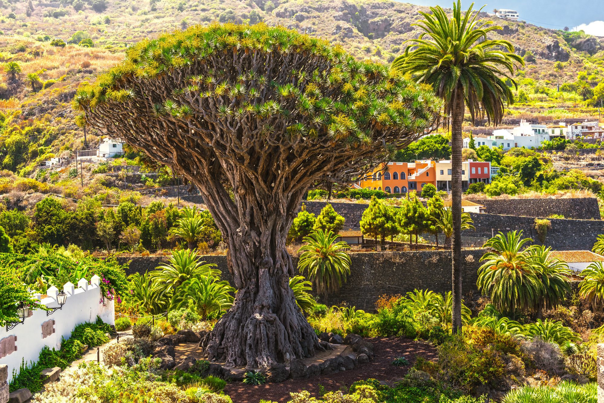 albero del drago icod de los vinos tenerife