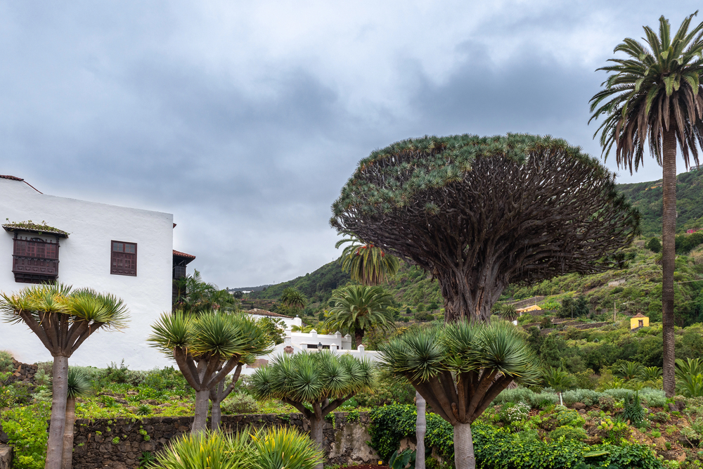 Albero del Drago 4 albero del drago tenerife