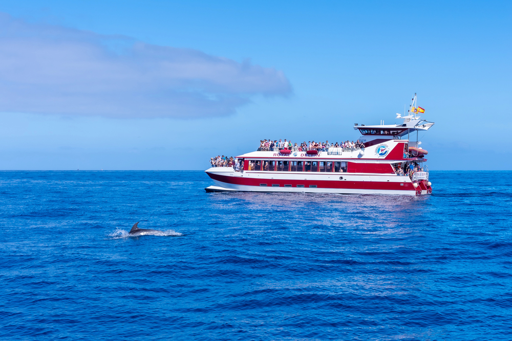 avvistamento cetacei puerto colon tenerife