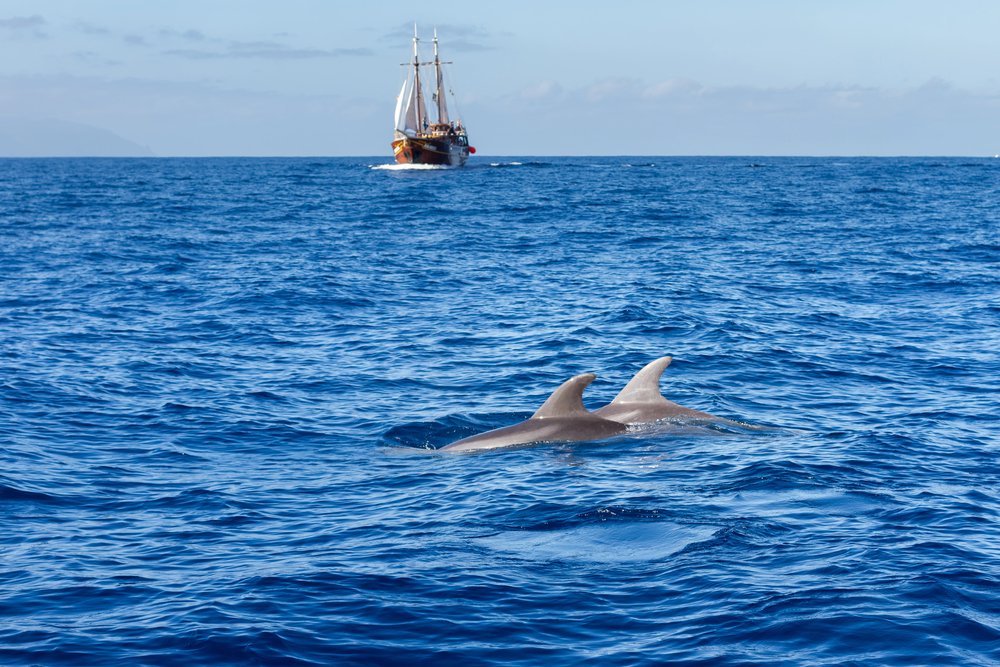 avvistamento delfini los gigantes tenerife