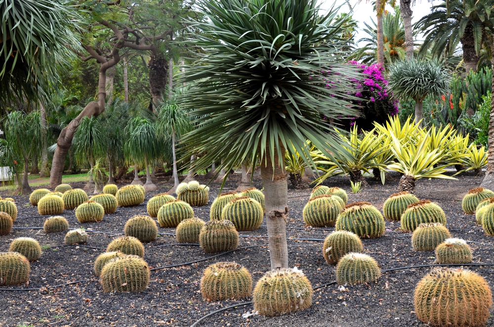 cactus parque garcia sanabria santa cruz tenerife