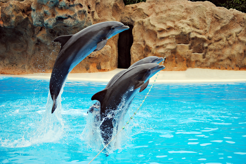 delfini loro parque tenerife