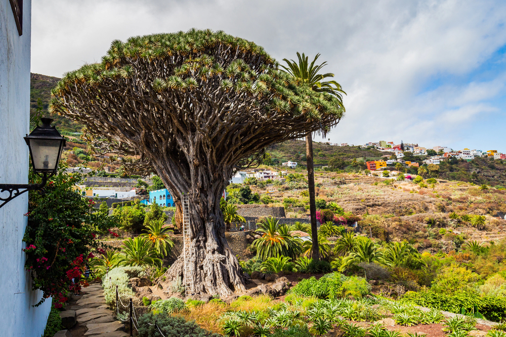 Albero del Drago 10 drago milenario icod de los vinos tenerife