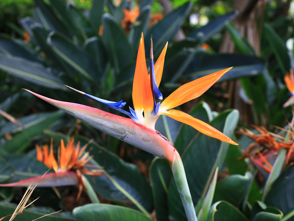 esterlitias jardin botanico puerto de la cruz