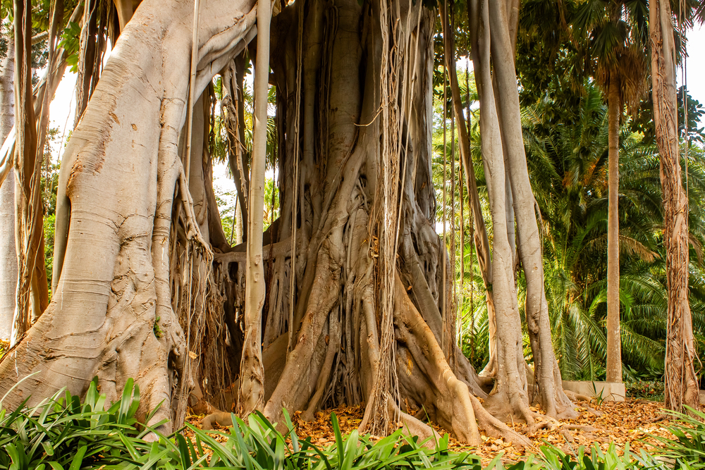 ficus jardin botanico puerto de la cruz
