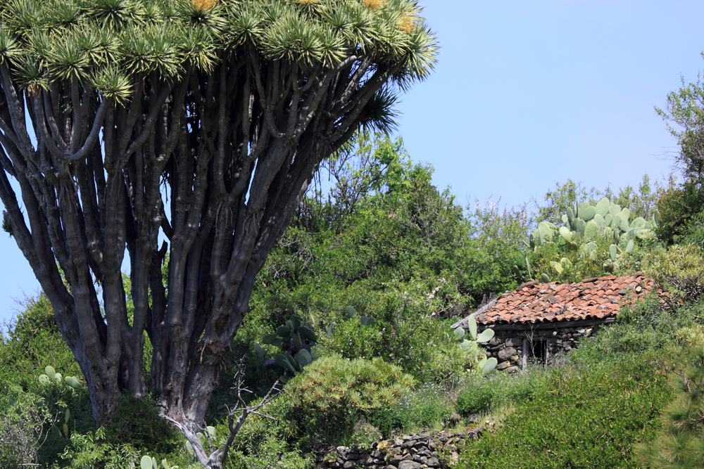 giardini Hijuela del Botanico la orotava tenerife