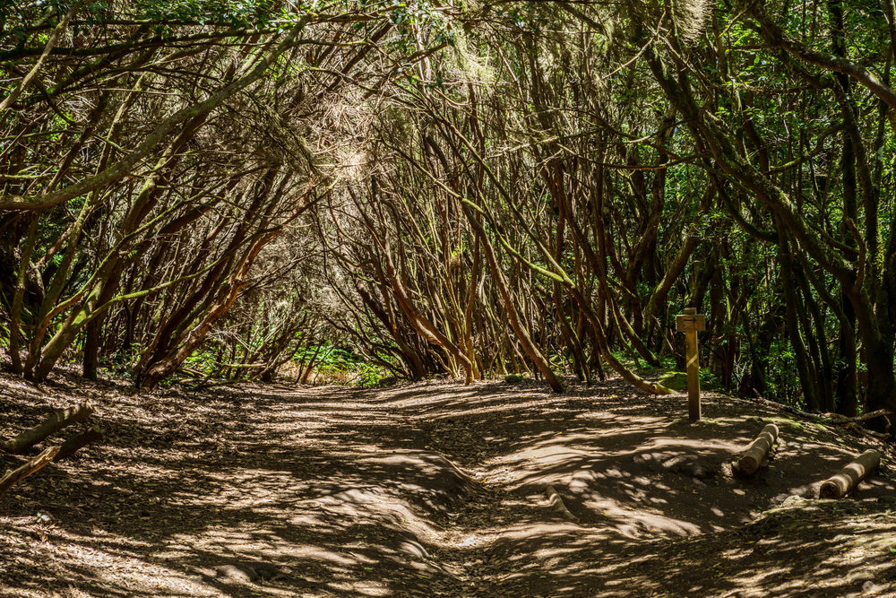 Parco Rurale di Anaga 4 laurisilva parco rurale anaga tenerife