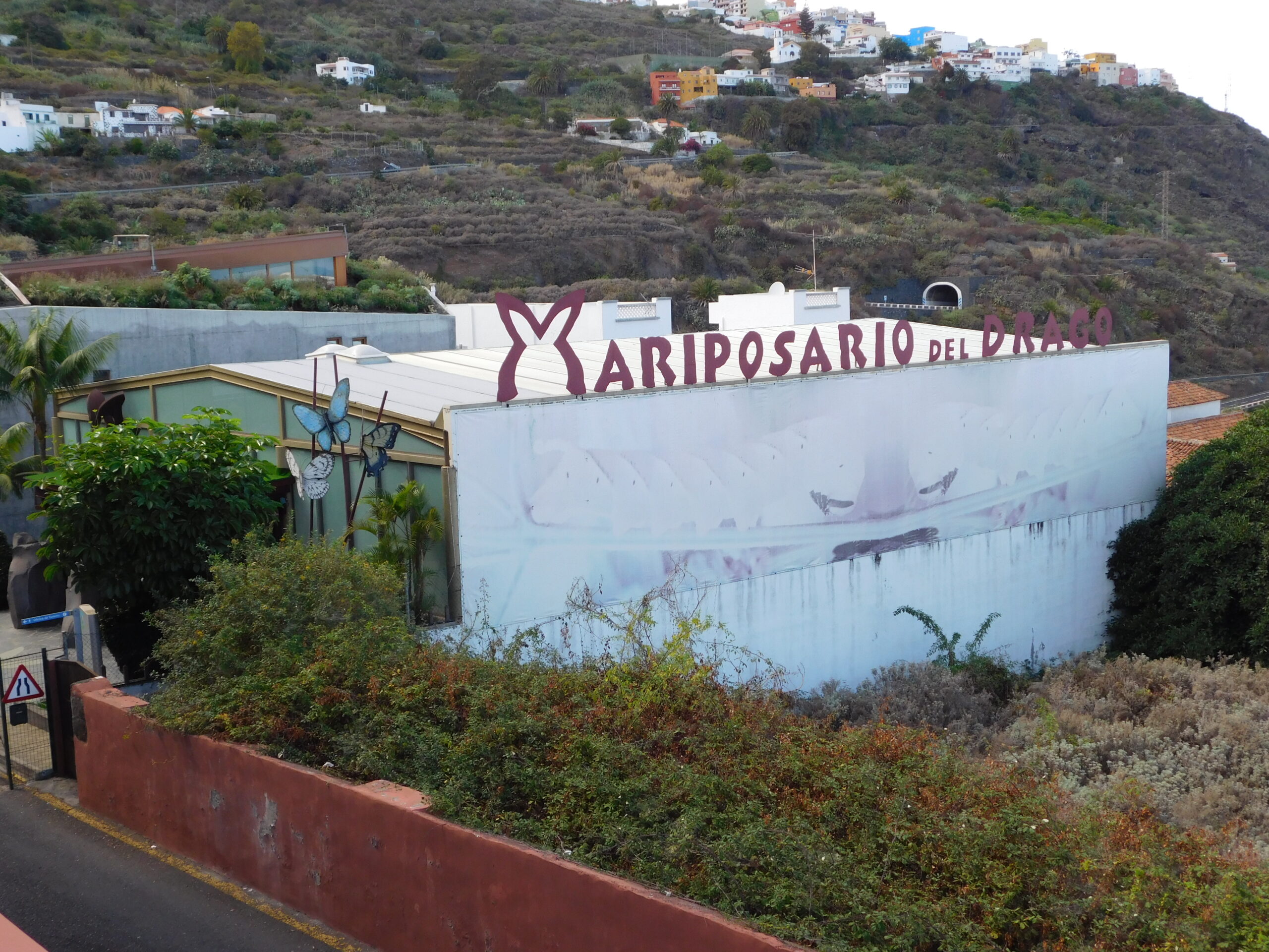 Icod de Los Vinos 12 mariposario del drago icod de los vinos tenerife scaled