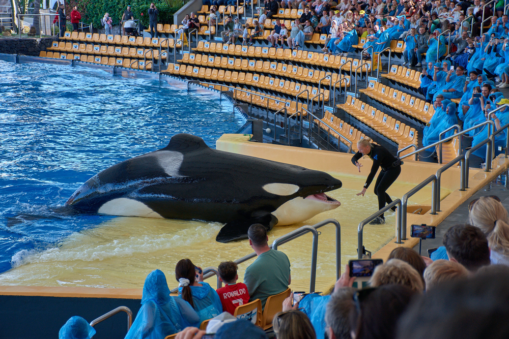 orca loro parque tenerife