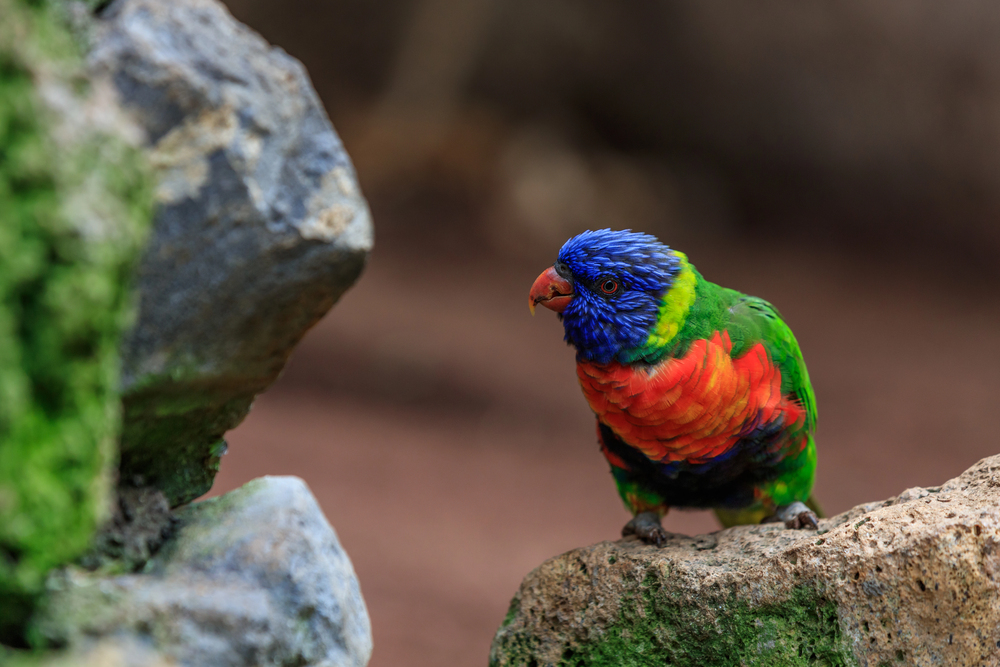 pappagalli loro parque tenerife