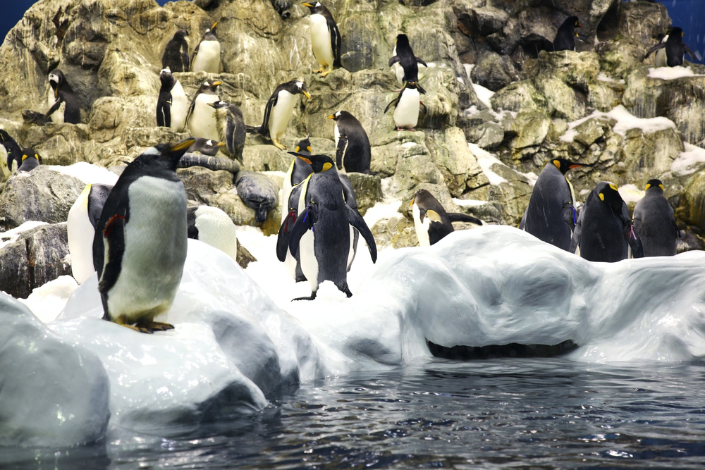 planet penguin loro parque tenerife