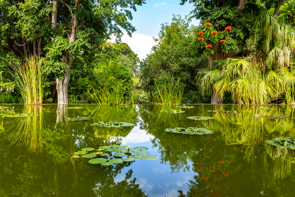 stagno jardin botanico puerto de la cruz