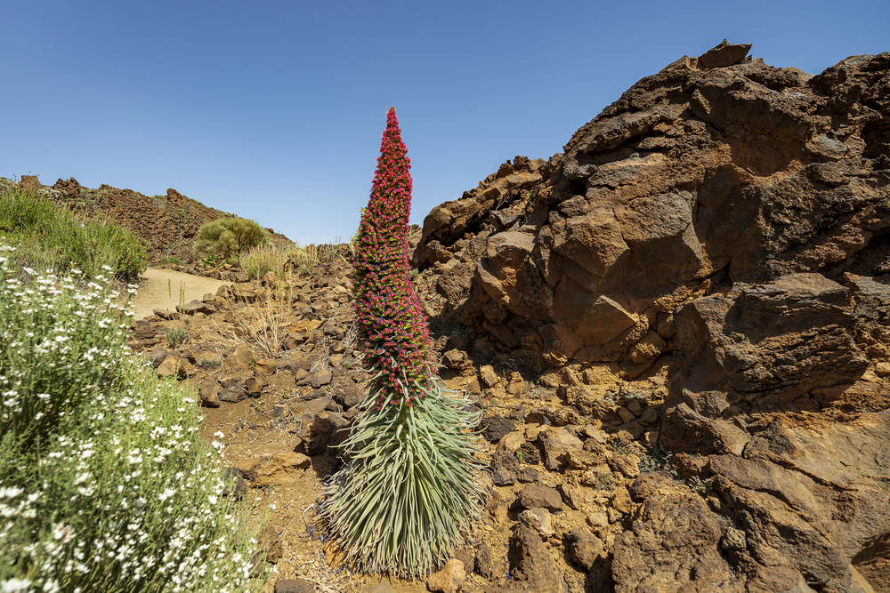 tajinaste teide tenerife
