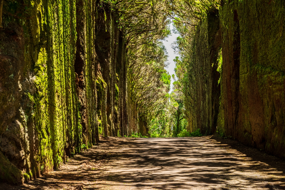 Parco Rurale di Anaga 5 tenerife parco rurale anaga