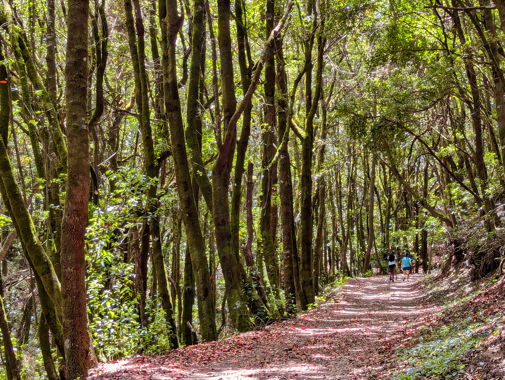 tenerife parco rurale teno